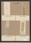 Navicula samoensis Grun. (de-Toni-Nr.: Genus 1, Species 530) Zeichnungen Sammlung Grunow Nr. 1058 (NHMW-BOT-W0367605)